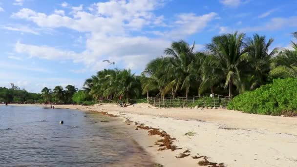 Playa Del Carmen Quintana Roo Mexico September 2022 Tropisk Karibisk — Stockvideo