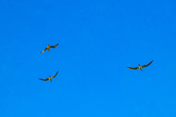 Летающая Чайка Чайки Птиц Голубым Небом Фоне Облаками Playa Del — стоковое фото