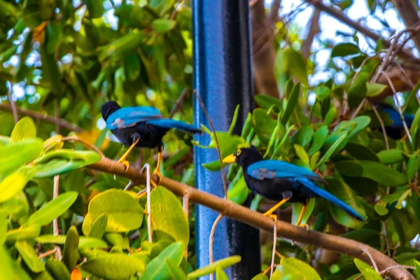 Yucatan Gay Bird Birds Tree Trees Tropical Jungle Forest Nature — Fotografia de Stock