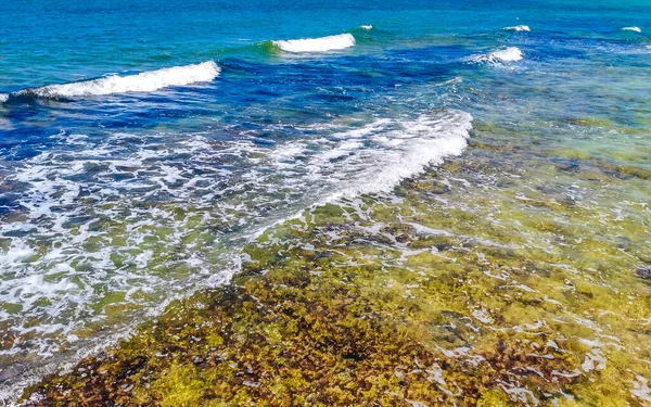 Карибский Пейзаж Коралловыми Камнями Камнями Прозрачной Бирюзовой Голубой Водой Плайя — стоковое фото