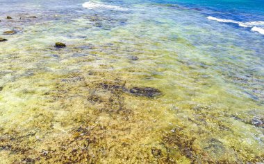 Playa del Carmen Meksika 'da tropik Meksika Karayip Sahili manzarası mercan taşları kayalar kayalar ve berrak turkuaz mavi su.