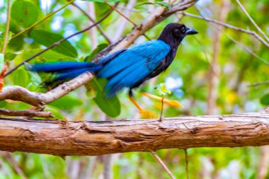 Playa del Carmen Quintana Roo Mexico 'daki tropikal orman ormanlarında ağaçlardaki kuş kuşları..