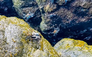 Black red crab crabs on wet cliffs stones rocks in Zicatela Puerto Escondido Oaxaca Mexico.