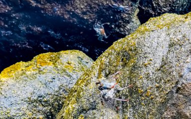 Black red crab crabs on wet cliffs stones rocks in Zicatela Puerto Escondido Oaxaca Mexico.