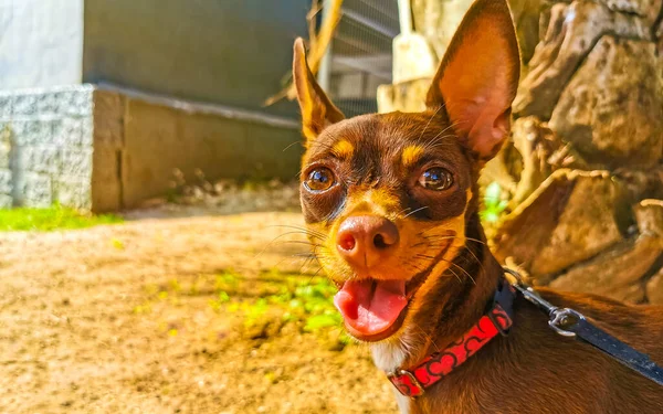 Портрет Мексиканской Коричневой Русской Игрушечной Терьеровой Собаки Время Выглядит Мило — стоковое фото