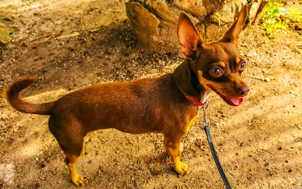Porträtt Mexikansk Brun Rysk Leksak Terrier Hund Samtidigt Ser Vacker — Stockfoto