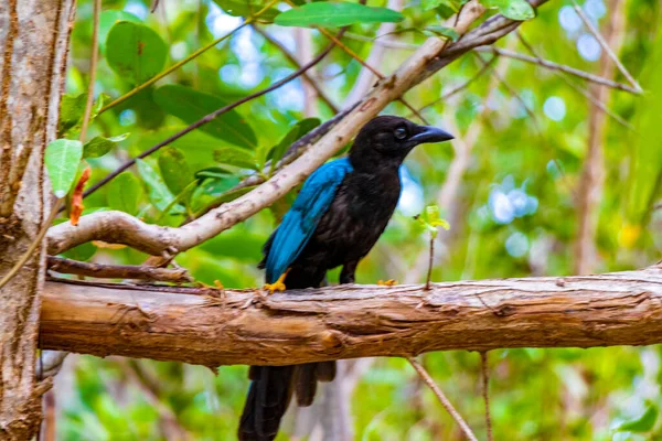 Yucatan Geai Oiseaux Dans Les Arbres Dans Jungle Tropicale Forêt — Photo