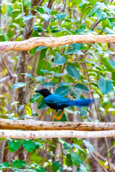 Yucatan Jay Ptaków Drzewach Drzew Tropikalnej Dżungli Leśnej Przyrody Playa — Zdjęcie stockowe