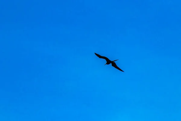 Fregat Bird Birds Flock Flying Blue Sky Clouds Background Playa — Photo