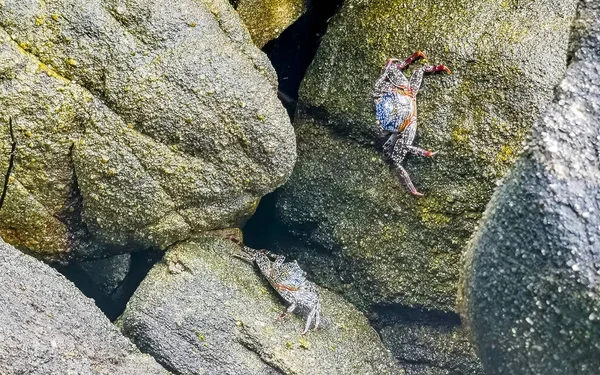 stock image Black red crab crabs on wet cliffs stones rocks in Zicatela Puerto Escondido Oaxaca Mexico.