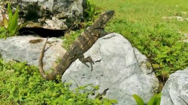 Huge Iguana gecko animal on rocks at the ancient Tulum ruins Mayan site with temple ruins pyramids and artifacts in the tropical natural jungle forest palm and seascape panorama view in Tulum Mexico.