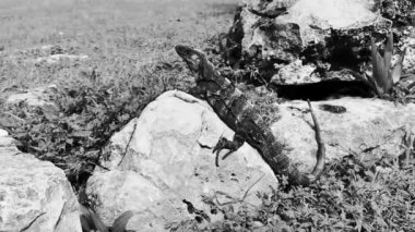 Huge Iguana gecko animal on rocks at the ancient Tulum ruins Mayan site with temple ruins pyramids and artifacts in the tropical natural jungle forest palm and seascape panorama view in Tulum Mexico.