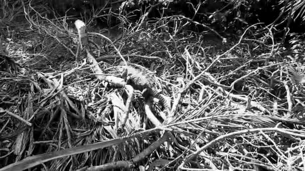 Antik Tulum Daki Ahşap Üzerindeki Dev Iguana Kertenkele Hayvanı Tulum — Stok video