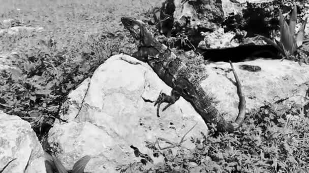 Hewan Tokek Besar Iguana Bebatuan Reruntuhan Kuno Tulum Situs Maya — Stok Video