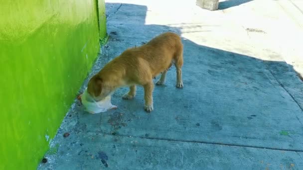 Hambriento Perro Callejero Come Restos Comida Calle Playa Del Carmen — Vídeo de stock