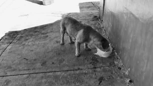 空腹野良犬は プラヤ カルメンキンタナ ルーメキシコの通りから食品廃棄物を食べる — ストック動画