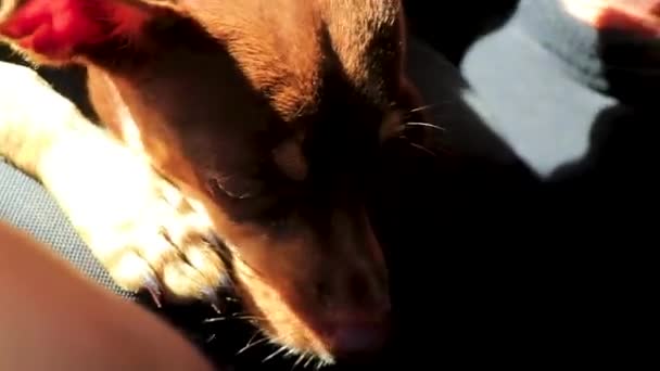 Mexican Brown Russian Toy Terrier Dog While Tired Sleeps Car — Stock Video