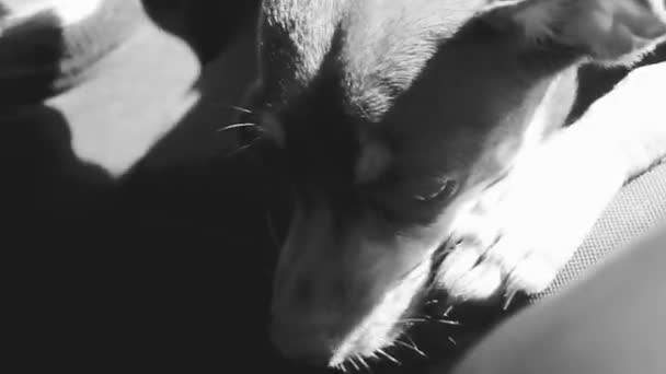 Meksykański Brązowy Rosyjski Zabawka Terrier Pies Podczas Gdy Jest Zmęczony — Wideo stockowe