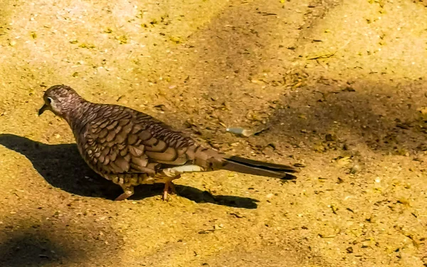 墨西哥瓦哈卡州Zicatela港的陆地鸽子鸟啄食沙草之间的食物 — 图库照片