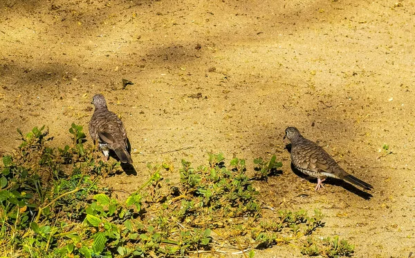 Tourterelles Roussâtres Colombes Oiseaux Oiseaux Picorent Pour Nourriture Entre Sable — Photo