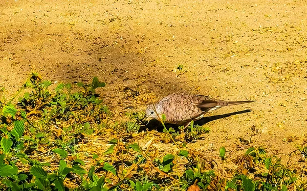 Ruddy Ground Holubice Holubice Ptáci Peck Pro Potravu Mezi Pískem — Stock fotografie