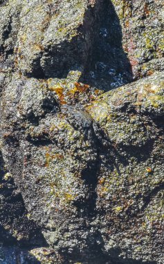 Black red crab crabs on wet cliffs stones rocks in Zicatela Puerto Escondido Oaxaca Mexico.