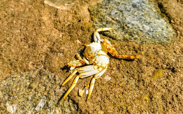 Dead Red Crab Crabs Wet Cliffs Stones Rocks Zicatela Puerto — Foto Stock