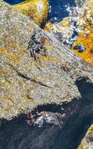 Black Red Crab Crabs Wet Cliffs Stones Rocks Zicatela Puerto — стоковое фото