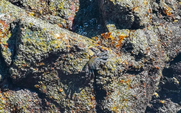 Black Red Crab Crabs Wet Cliffs Stones Rocks Zicatela Puerto — Stok fotoğraf