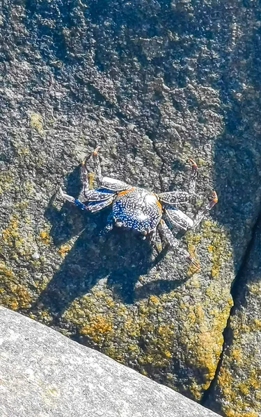 Black Red Crab Crabs Wet Cliffs Stones Rocks Zicatela Puerto — Photo