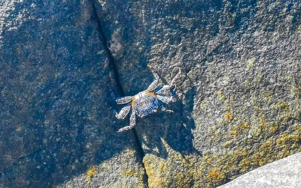Black Red Crab Crabs Wet Cliffs Stones Rocks Zicatela Puerto — Stock Photo, Image
