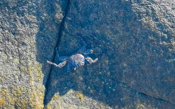 Black Red Crab Crabs Wet Cliffs Stones Rocks Zicatela Puerto — 스톡 사진
