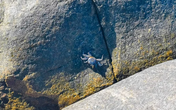 Black Red Crab Crabs Wet Cliffs Stones Rocks Zicatela Puerto — Stockfoto