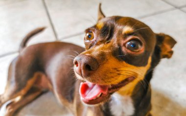 Playa del Carmen Meksika 'da kamerada sevimli ve sevimli görünürken Meksikalı kahverengi Rus teriyer köpeği portresi..