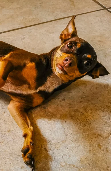 プラヤ カルメン メキシコのカメラで美しく かわいい見ている間 メキシコの茶色のロシアのおもちゃのテリア犬の肖像画 — ストック写真