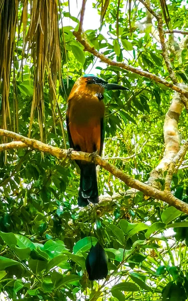 Hermoso Colorido Pájaro Cenote Azul Mot Mot Motmot Playa Del — Foto de Stock