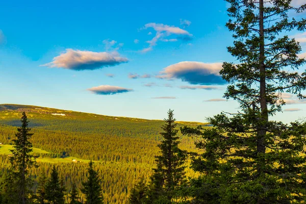 stock image Norwegian mountain landscape with mountains forest firs nature panorama and blue sky with clouds in Kvitfjell Favang Ringbu Innlandet Norway in Scandinavia.