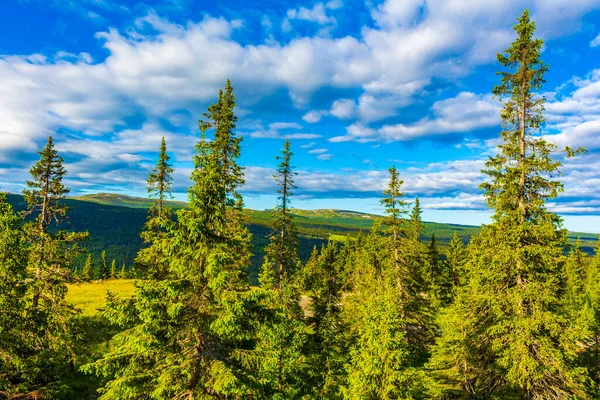 Paysage Montagneux Norvégien Avec Des Montagnes Forêts Sapins Panorama Nature — Photo