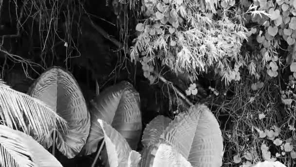 Słoń Ucho Alocasia Tropikalny Olbrzym Liść Roślina Sakhu Thalang Phuket — Wideo stockowe