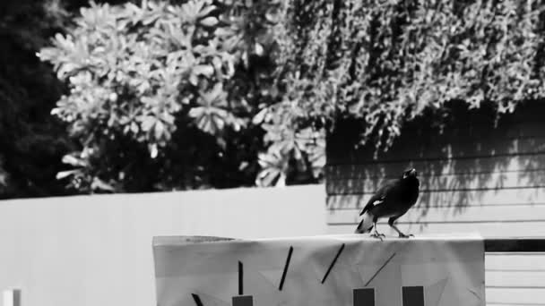 Азійська Пташка Міна Шепард Acridotheres Tristis Шукає Їжу Найтонському Пляжі — стокове відео