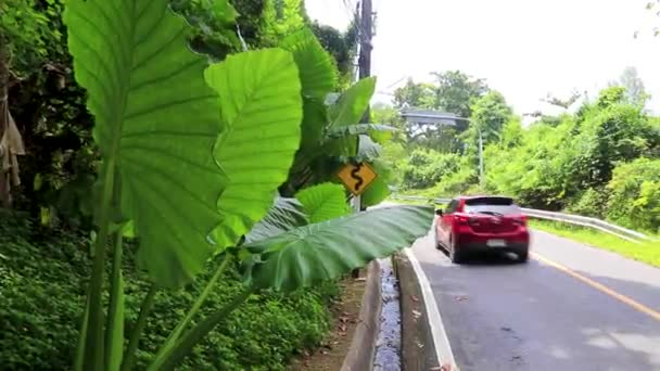 Carretera Camino Través Selva Tropical Naturaleza Playa Naithon Isla Phuket — Vídeos de Stock