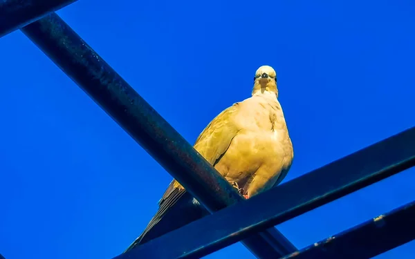 Голуби Птицы Сидят Крыше Zicatela Пуэрто Эскондидо Оахака Мексика — стоковое фото