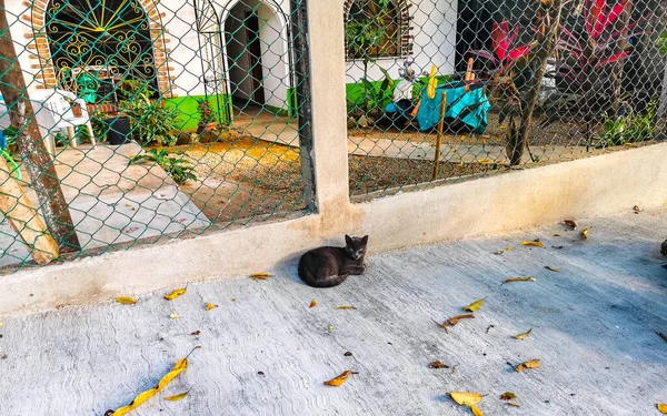 かわいい野良猫は ジカテラプエルトエスコンディドオアハカメキシコの自由自然の中で眠ってリラックスします — ストック写真