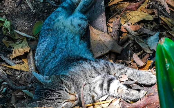 Гострий Заблукаючий Кіт Спить Відпочиває Вулиці Пуерто Ескондідо Оахака Мексика — стокове фото