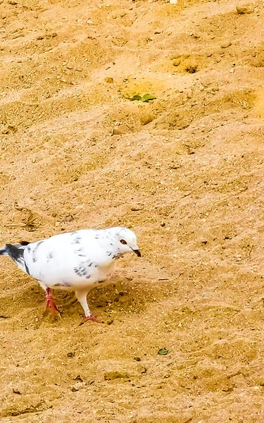 Uccello Piccione Che Corre Fuori Sul Pavimento Zicatela Puerto Escondido — Foto Stock
