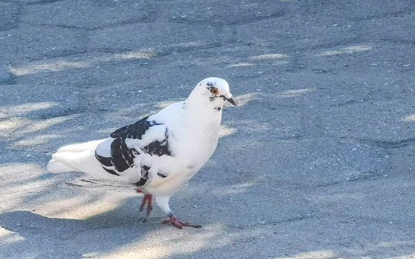 Pigeon Oiseau Courir Autour Extérieur Sur Sol Zicatela Puerto Escondido — Photo