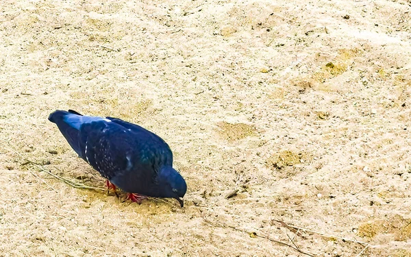 Голубиная Птица Бегает Полу Сикателе Пуэрто Эскондидо Оахака Мексика — стоковое фото