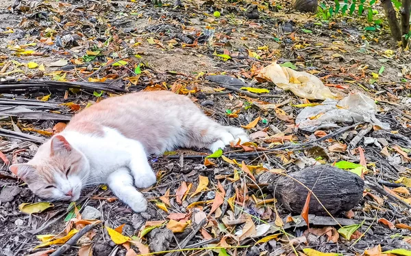 Cute Stray Cat Sleeping Relaxing Free Nature Zicatela Puerto Escondido — Stock Photo, Image