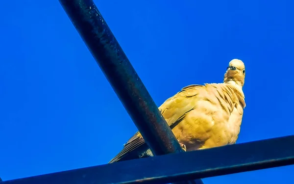 Tauben Vögel Auf Dem Dach Zicatela Puerto Escondido Oaxaca Mexiko — Stockfoto