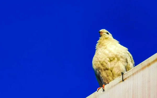 Голуби Птицы Сидят Крыше Zicatela Пуэрто Эскондидо Оахака Мексика — стоковое фото
